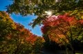 【3年連続】「全国No.1の紅葉スポット」鮮やかに染まる“もみじ湖”と“もみじのトンネル”《長野県・箕輪町》2022年の画像007