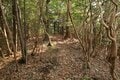 出丸の大切岸と圧巻の畝状竪堀群！  約4時間にわたる実地踏査でみた防衛遺構とは　石見国・松山城〈後編〉（島根県江津市）【戦国の山城を攻める vol.04】の画像002