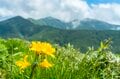 【最盛期】「緑の高原が一面の黄色いお花畑となる！ ニッコウキスゲの大群落」北東北・薬師岳／秋田・岩手 2022年の画像005