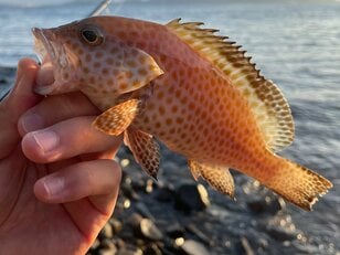 一年中手軽に楽しめる釣り「ロックフィッシュゲーム」とは？  釣果アップの「ワーム」カラーやサイズの選び方