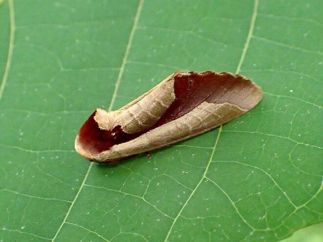 夏に見られる「動く落ち葉」の正体。驚くべき虫たちの隠れ身の術【あなたのすぐそばにいる「季節の虫」の探し方 vol.8】の画像002