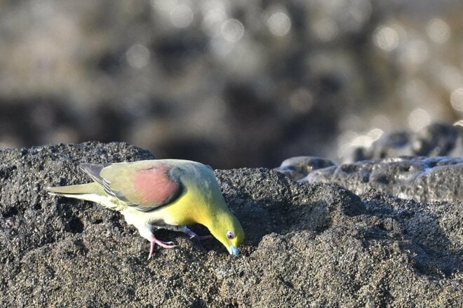 夏だ！ 海だ！ 湘南だ！ 青い海と青い空に舞う緑色のハトの群れ「荒波から危機一髪の脱出劇」 海水を飲むアオバトの珍しい行動に大注目！【神奈川県大磯】2025年の画像007