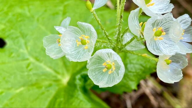 画像・写真：これだけは覚えたい「高山植物」11選！  「よく見かける＆特徴的な色・形」記憶に残りやすい花！【知ると登山がより楽しくなる】【合計16枚】｜登山｜コラム｜BRAVO MOUNTAIN