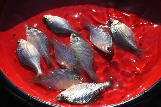 【小さくても深い、タナゴ釣りの世界】「名人のカスタマイズ針」 釣果に驚愕！  アタリ数は同じでも… 差がついた掛かり＆サイズ「市販針と比較」検証レポの画像009