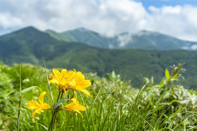 【最盛期】「緑の高原が一面の黄色いお花畑となる！ ニッコウキスゲの大群落」北東北・薬師岳／秋田・岩手 2022年の画像005