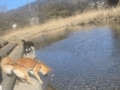 楽しいはずの「ペット同伴キャンプ」がまさか… 意外すぎる “犬の行動” 実体験キャンパーに学ぶ、アウトドアでのマナー＆トラブル対策の画像002