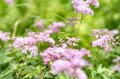 【信州の絶景】心ときめく雲上の稜線歩き！ 八方池「可憐な花々と魅惑のリフレクション」白馬・2022年8月の画像010