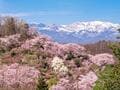 「お花見ハイキング」4月から5月に見ごろを迎える花々が美しい「春の低山」5選！  国指定名勝や穴場も【東北編】の画像006