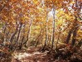 秋の輝き「ブナ紅葉」のカラフル絶景！ 25年通う「現地ほれ込み」ライターが語る「鍋倉山」の魅力フォトレポートの画像001