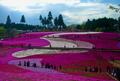 「まるでピンクの絨毯」 春の秩父「羊山公園・芝桜の丘」絶景レポート！  埼玉出身ライターがすすめる、混雑回避ワザ＆周辺スポットも要チェック！【埼玉県秩父市】の画像001