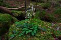 【原生林に癒される】コケ生す北八ヶ岳で出合う “高嶺の花” ミツバオウレン＜白駒の池とコケの森＞【今日も山旅気分 vol.41】の画像005