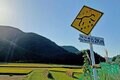 2.22（にゃんにゃんにゃんの日）「野生のヤマネコが暮らす、国境の島」へ【琉球島猫百景〈特別編〉長崎県・対馬】の画像008