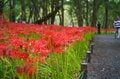 この世とは思えない美しさ「曼殊沙華」 国内最大級の500万本の彼岸花が“巾着田”に咲きほこる【埼玉県・日高市】の画像003