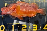 釣って楽しい！ 食べて美味しい！ 夏こそがシーズンの大人気「アカハタ釣り」と「おすすめの調理法」とは？