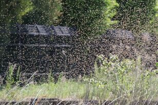 正体不明のナゾの物体「巨大アメーバか？」近づいて仰天！ “風景が霞むほどの”ミツバチの引越しに遭遇した