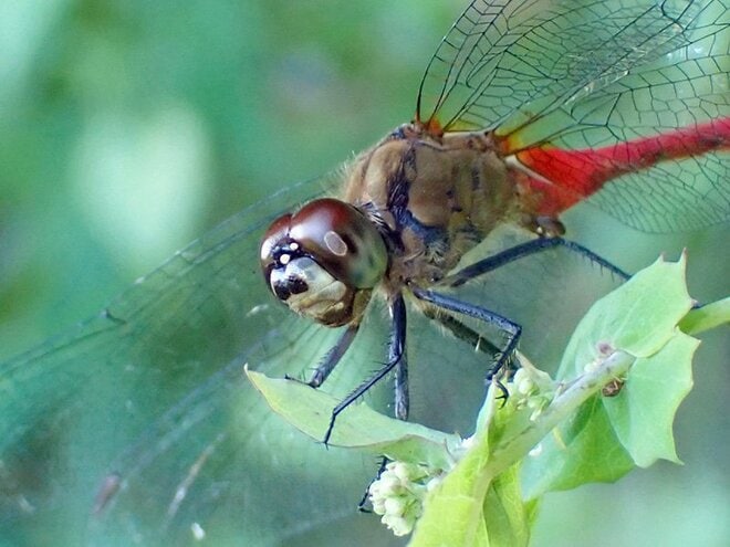 それって本当に赤とんぼ？  意外と紛らわしい赤とんぼについて紹介【あなたのすぐそばにいる「季節の虫」の探し方 vol.23】の画像006