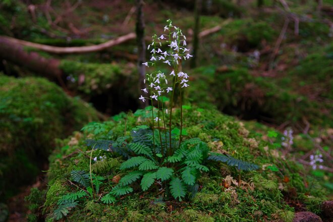 【原生林に癒される】コケ生す北八ヶ岳で出合う “高嶺の花” ミツバオウレン＜白駒の池とコケの森＞【今日も山旅気分 vol.41】の画像005