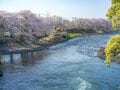 【渓流釣り】春本番！  お花見しながらの釣り歩き 「富士と桜とフライフィッシング」 静岡県・2025年の画像001