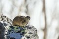 希少！ 【絶滅危惧種】北海道・ナキウサギのキュートすぎる“もふもふ“姿と鳴き声【2021年・東大雪】の画像003