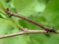 意外な冬の虫探しスポット「虫たちは手すりや柵がお好き？」【あなたのすぐそばにいる「季節の虫」の探し方 vol.2】の画像002