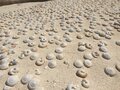 知られざる「東京都の世界遺産」東洋のガラパゴス・小笠原諸島で満喫する唯一無二の「ボニンブルー」濃い青色の海の画像003