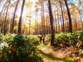 紅葉に染まる妙高の峰々に新雪が輝く！ 三段紅葉の景色が広がる「笹ヶ峰高原」 “夢見平”と“苗名滝”で秋を満喫【新潟県・2023年】の画像003