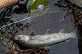 川辺に水生昆虫飛び交う季節「生命感あふれる渓流でフライフィッシング」 イブニングはライズ祭り！【トラウトパーク御代田】軽井沢 長野県御代田町の画像005
