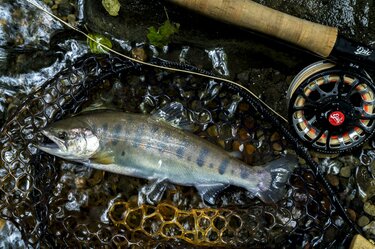 釣りキチ三平 ほぼ全巻&外伝1・2 ルアー&フライフィッシング入門