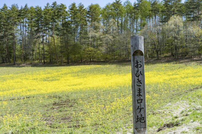 【ゴールデンウィーク】菜の花畑の奥に北アルプスがそびえる絶景！ 程よく賑わう穴場的なお花見スポット！  中山高原・長野県大町市 2022の画像005