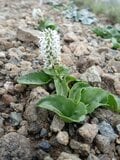 【花の百名山】固有種の花を見るために、林道ゲートオープンと共に夕張岳へ！  2025年・北海道の画像003