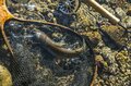【渓流釣り】「まだまだ渓流で釣りができるなんて幸せ」 ロスを満たしてくれる守門川・吉ヶ平フィッシングパークへ   新潟県｜2026年の画像005