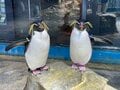 おっとり＆ヨチヨチでも… 実は活発「ペンギンのケンカ」 気性と“武器”とは！  長崎ペンギン水族館に聞きました【かわいいだけじゃない？ ペンギンの生態vol.3】の画像006