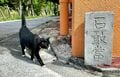 美しい沖縄の風景と琉球島猫「フォトセレクション」すべての島猫たちへの敬意と感謝を込めて【琉球島猫百景 vol.21「琉球弧の島猫たち」沖縄県】の画像005