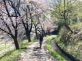 桜に菜の花、スイーツも！ 北信州の春は「サイクル＆トレイン」で大満足の旅【GO！GO！千曲川 飯山線サイクルトレインプラン春】4/5スタート の画像006