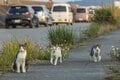 沖縄本島の東海岸うるま市は漁港も近く、島猫たちの風貌もどこか海人(猫)的【琉球島猫百景 vol.16「海人気質のテトラ猫族」沖縄県うるま市】の画像003
