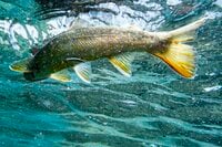 【渓流釣り】梅雨時期なのに渇水気味の渓でフライフィッシング「逃げた魚は大きかった」長野県・姫川水系