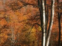 秋の輝き「ブナ紅葉」のカラフル絶景！ 25年通う「現地ほれ込み」ライターが語る「鍋倉山」の魅力フォトレポート