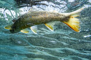 【渓流釣り】梅雨時期なのに渇水気味の渓でフライフィッシング「逃げた魚は大きかった」長野県・姫川水系