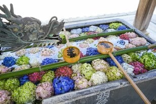 「京都」知る人ぞ知る「アジサイの名刹」約27種・5,000株に彩られる境内は絶景！  天王山「柳谷観音 楊谷寺」低山ハイキング