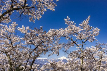 桜の回廊をいくお花見ハイキング！ 光城山 長野県【拝啓絶景】｜登山