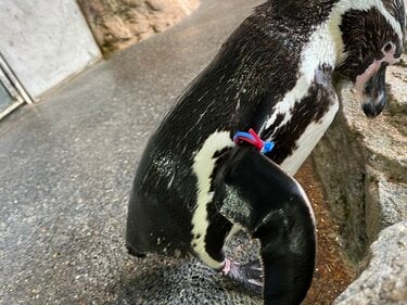 ペンギンの疑問「南半球だけにいる」「表面はツルツル？」 長崎