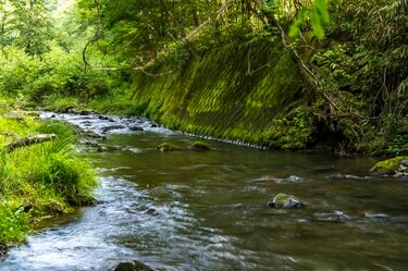 渓流 8f9d9_0000226263.jpg