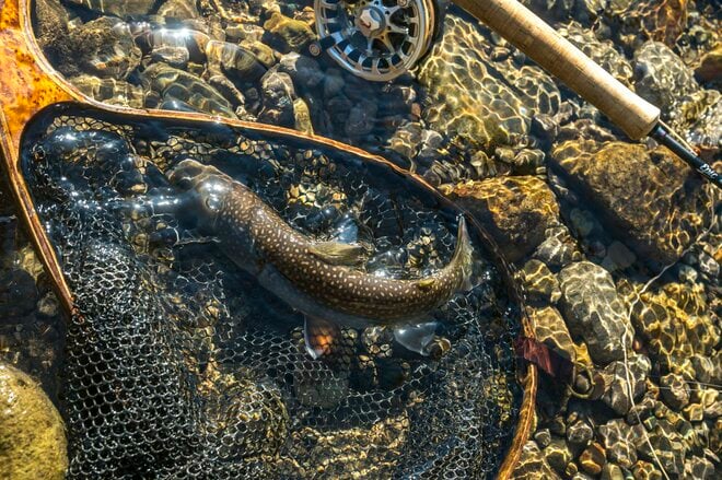 【渓流釣り】「まだまだ渓流で釣りができるなんて幸せ」 ロスを満たしてくれる守門川・吉ヶ平フィッシングパークへ   新潟県｜2026年の画像005