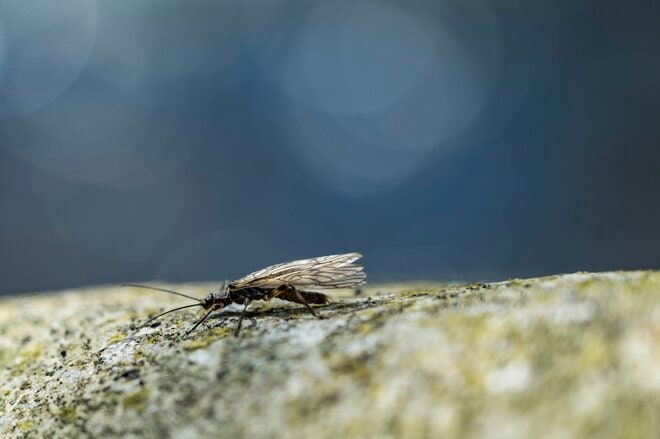【渓流釣り】雪代を避けて釣り行脚！「初めての道、新しい景色、素晴らしい渓相にウキウキでフライフィッシング」 群馬県｜2026年の画像005