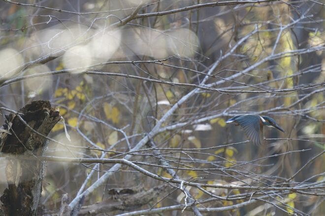 【バードウォッチング】支持率爆上がりの野鳥界アイドル「シマエナガ」にちょっと待ったぁ！  千葉のそっくりさんこそ、かわいらしさナンバーワン！？  2026年の画像004