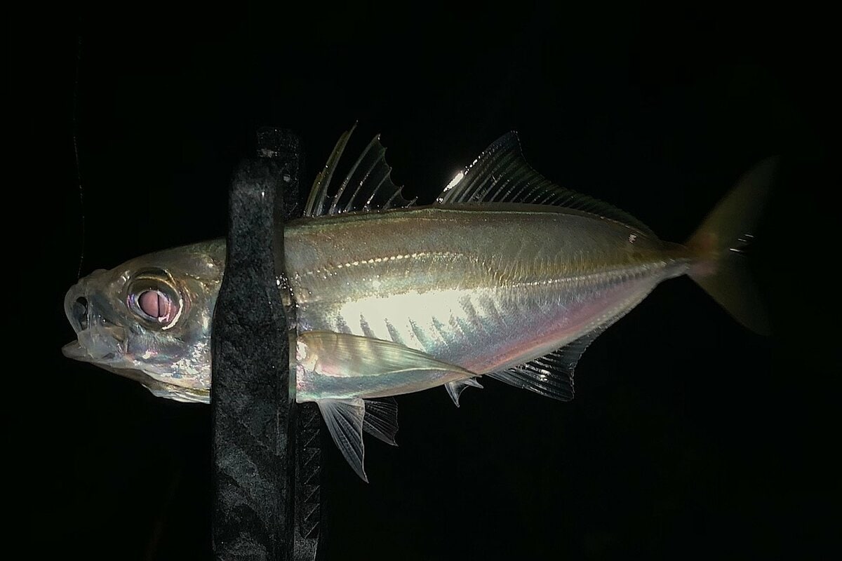 夏が狙い目 トレンドの釣り アジング で釣果を左右する最重要アイテム ワームの選び方 のポイントとは 概要 アクティビティ ニュース Bravo Mountain