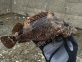 「カサゴとアイナメ」に激似の魚とは？  判別困難な「冬釣り」の風物詩「根魚」の奥深い世界とは？の画像002