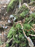 早春に咲くフクジュソウ群落を求めて！ 花の百名山　藤原岳〈三重県・滋賀県〉の画像006