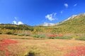 北アルプスに抱かれた高層湿原ならではの紅葉模様「栂池自然園」の画像003