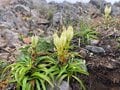 残暑を避けて登りたい「歩き出しから涼しい日帰りがっつりルート」 八ヶ岳・権現岳の画像011